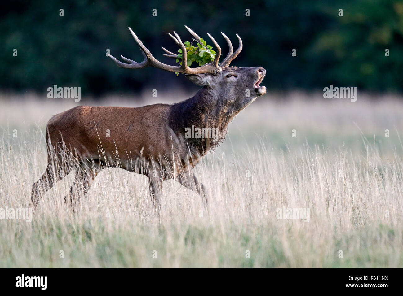Red deer (Cervus elaphus), rutting season, deer roars, Denmark Stock Photo