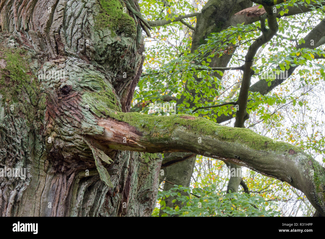 Elephant head, intergrown with an oak trunk (Quercus robur), Hesse, Germany Stock Photo