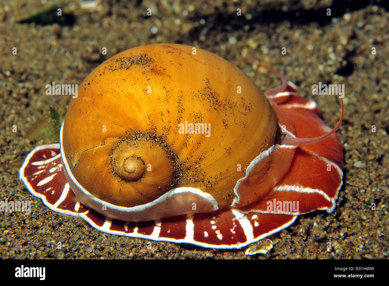 Moon Snail High Resolution Stock Photography and Images Alamy