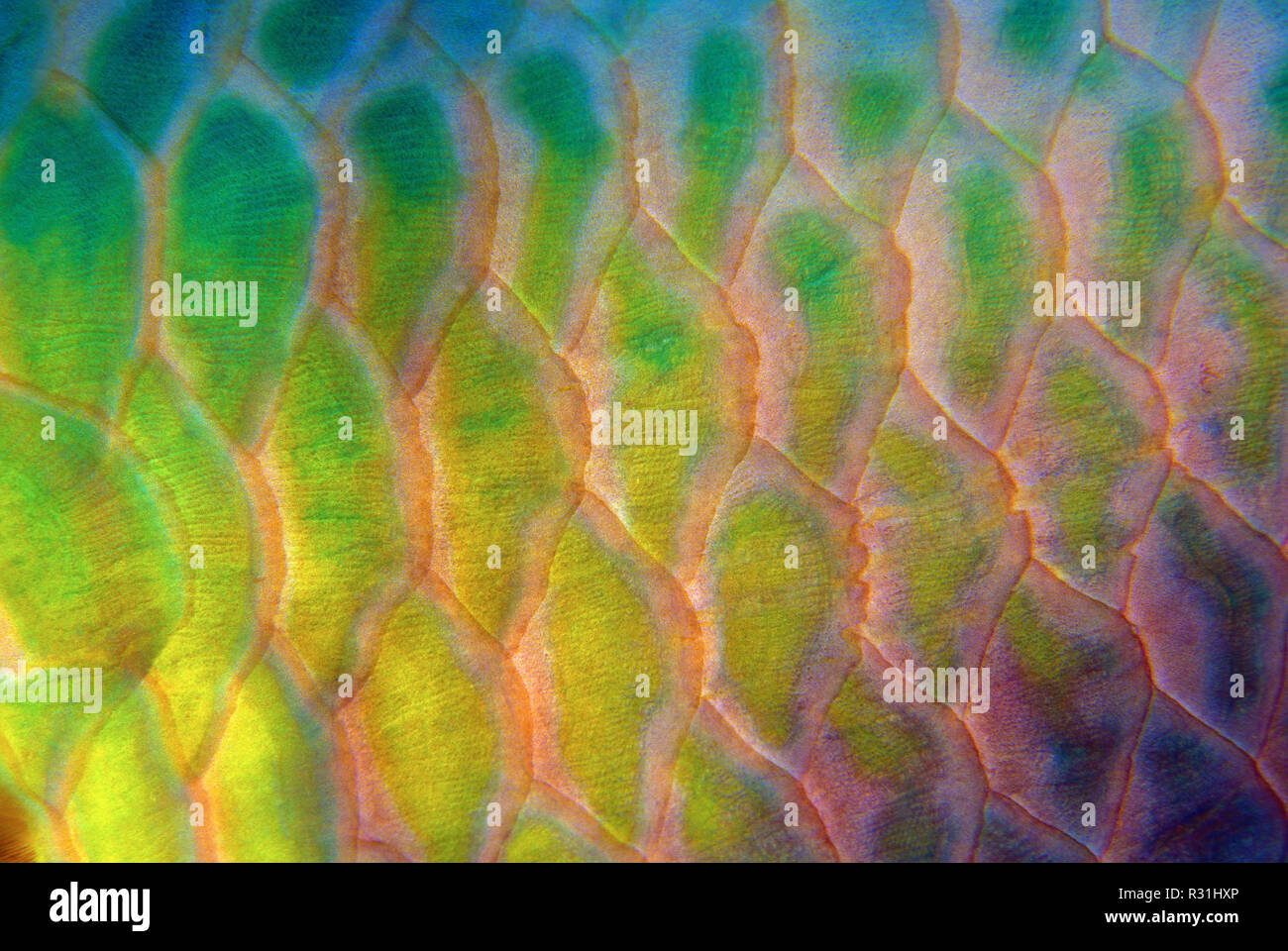 Bony Fish Scales High Resolution Stock Photography and Images Alamy