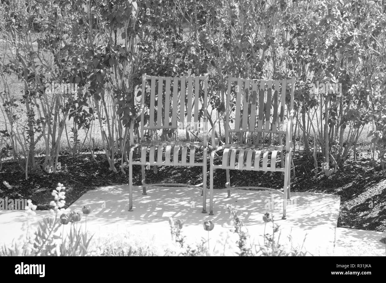 Two iron chair sitting empty underneath a shaded bush in black and white. Stock Photo