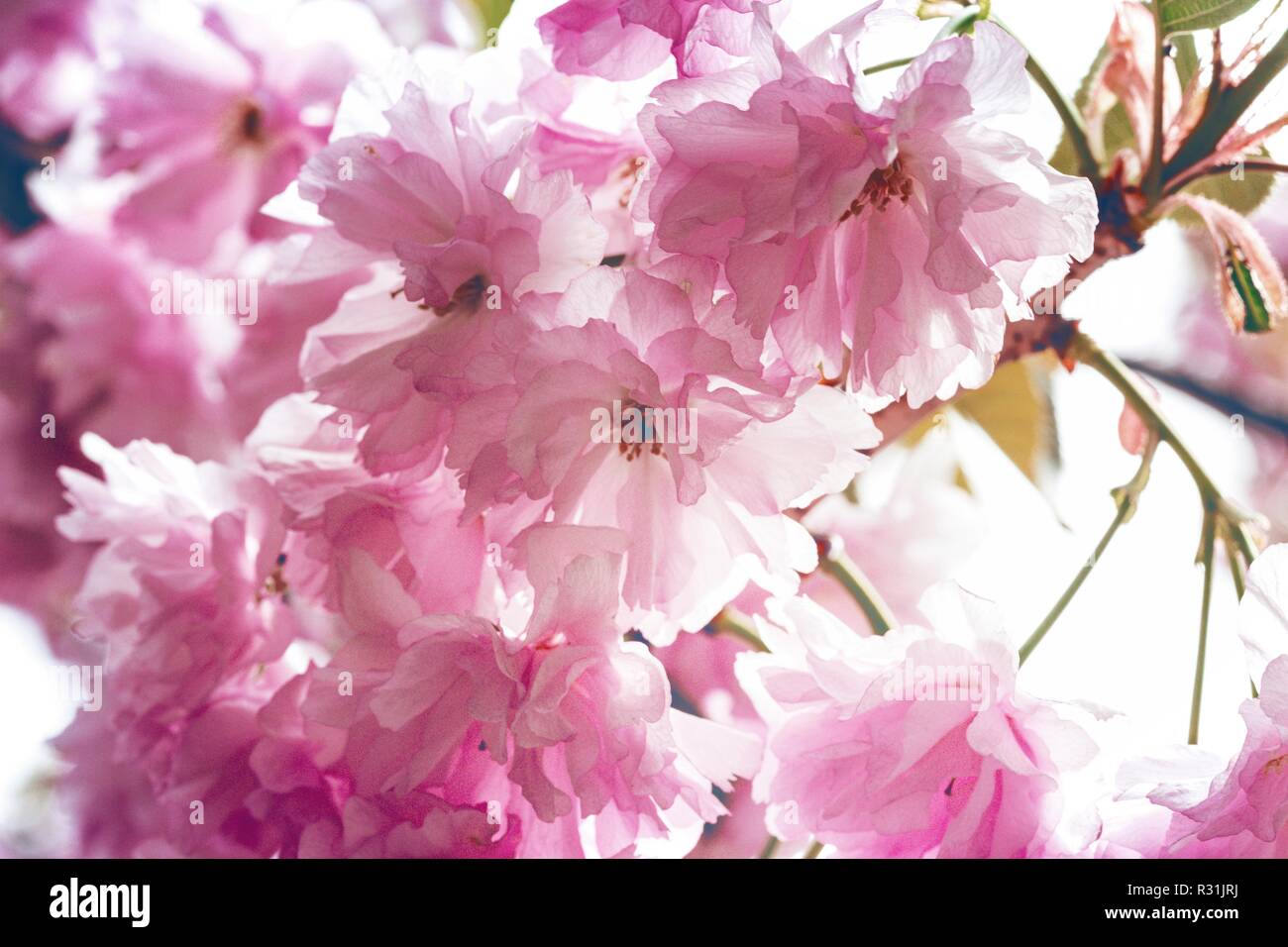 Cherry blossom beautiful, sakura. Spring, Japan Stock Photo - Alamy