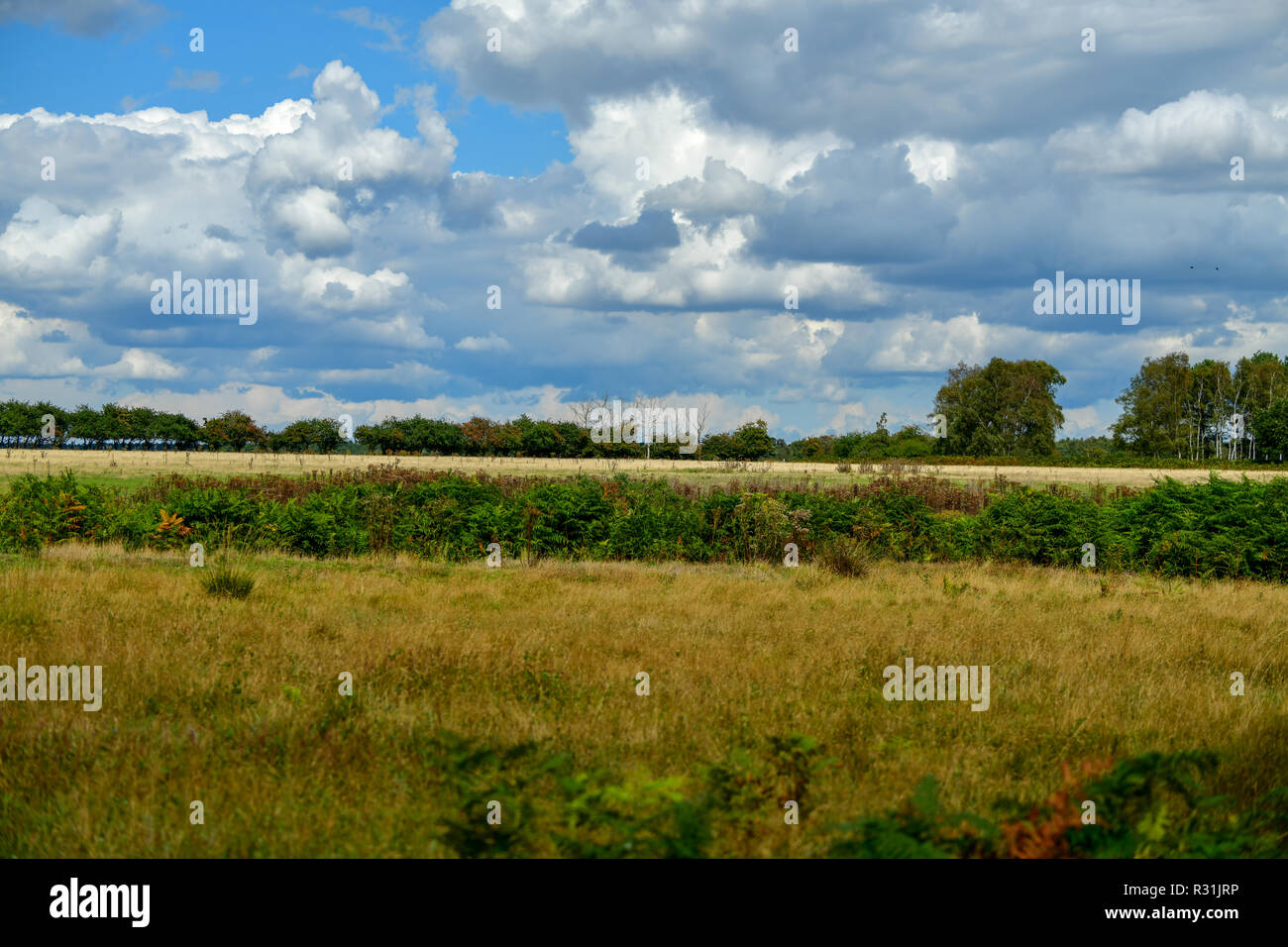 beautiful green-blue landscape, in the distance trees blue sky and ...