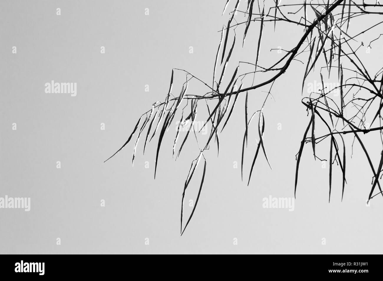 Long tree seed pods hanging from branches in black and white. Stock Photo