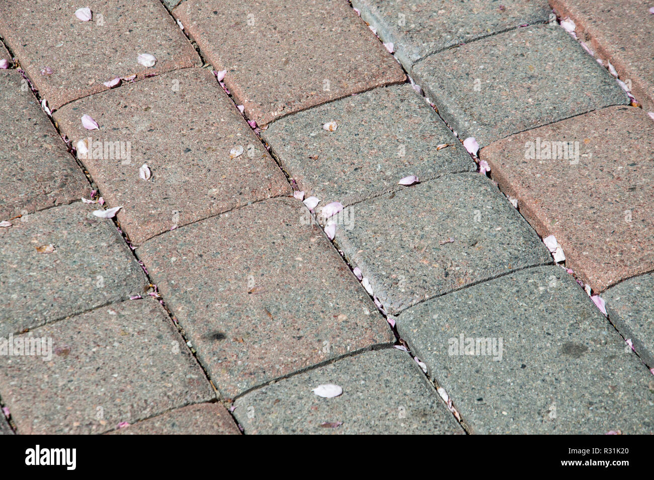 Flower petals on a brick path. Stock Photo