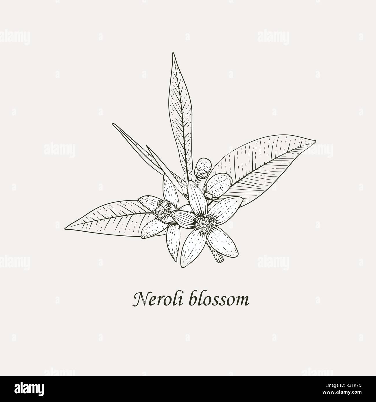 Branch of orange tree with white fragrant flowers, buds and leaves. Neroli blossom black and white hand drawing vector illustration. Stock Vector