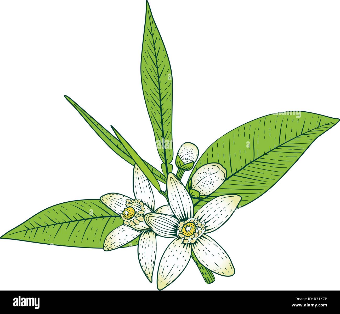 Branch of orange tree with white fragrant flowers, buds and leaves. Neroli blossom hand drawing vector illustration. Stock Vector