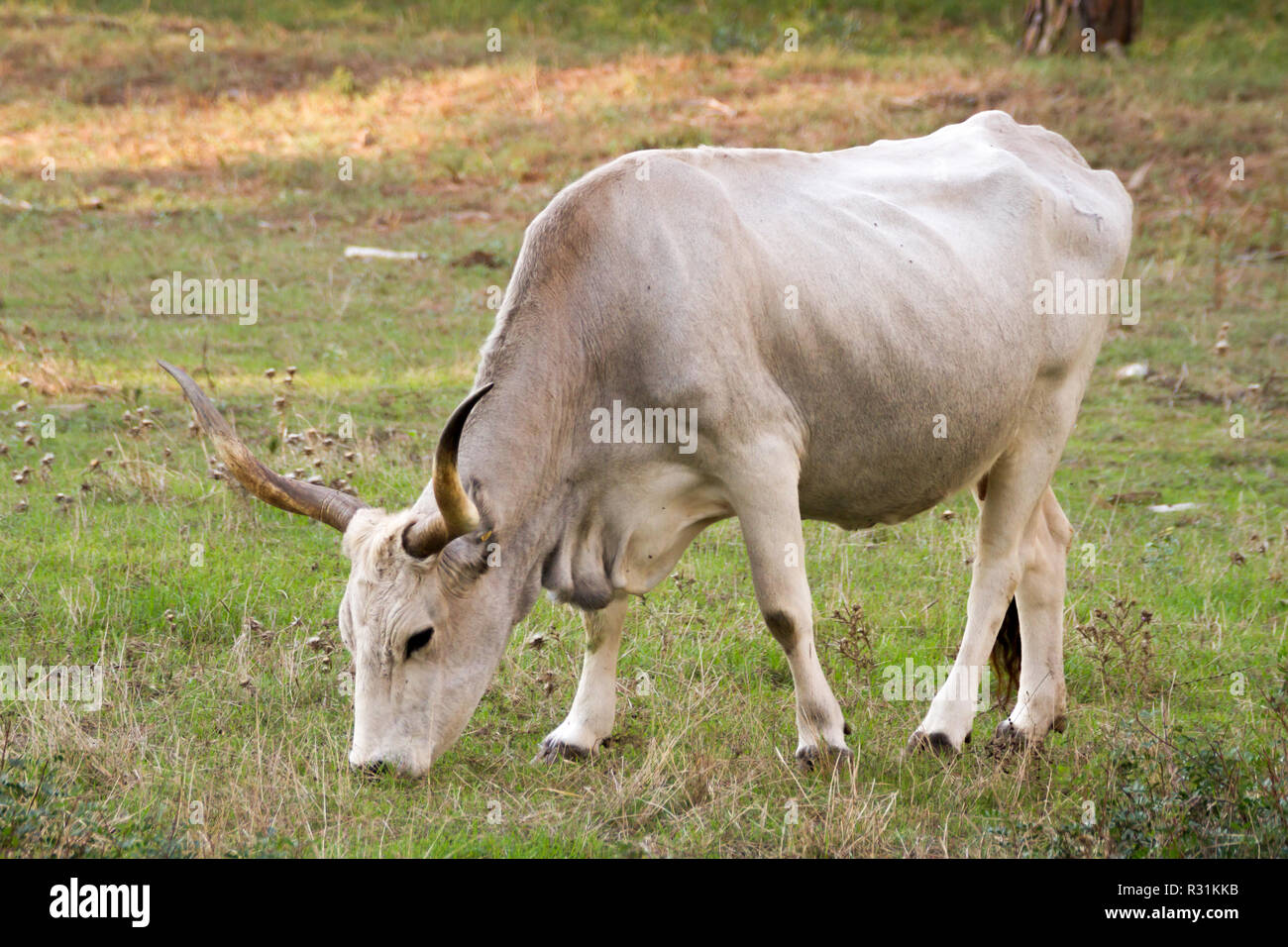 Alberese (Gr), Italy, a cow in the Maremma Regional Park Stock Photo