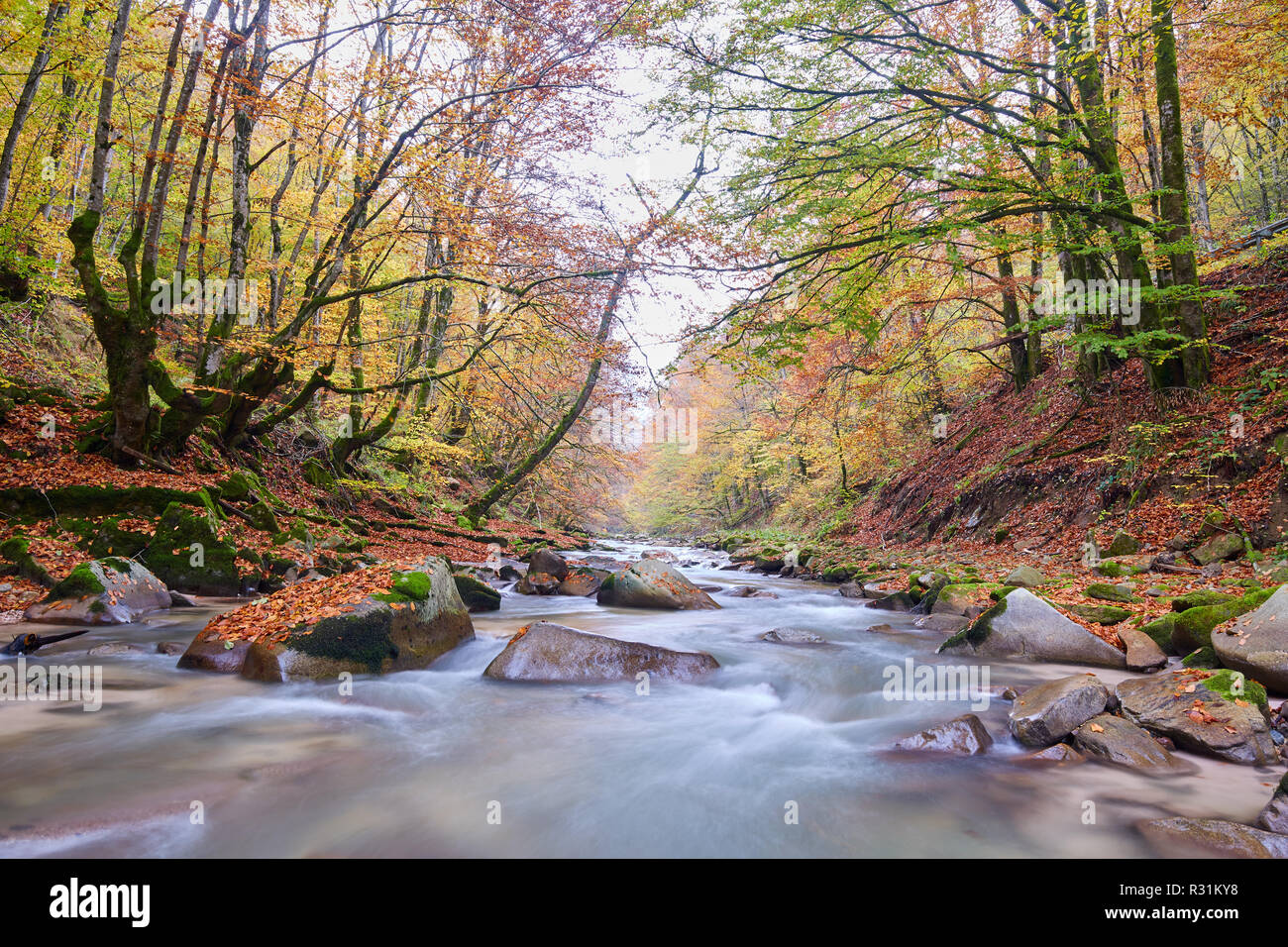 Vibrant landscape of a river flowing through a colorful forest in the ...