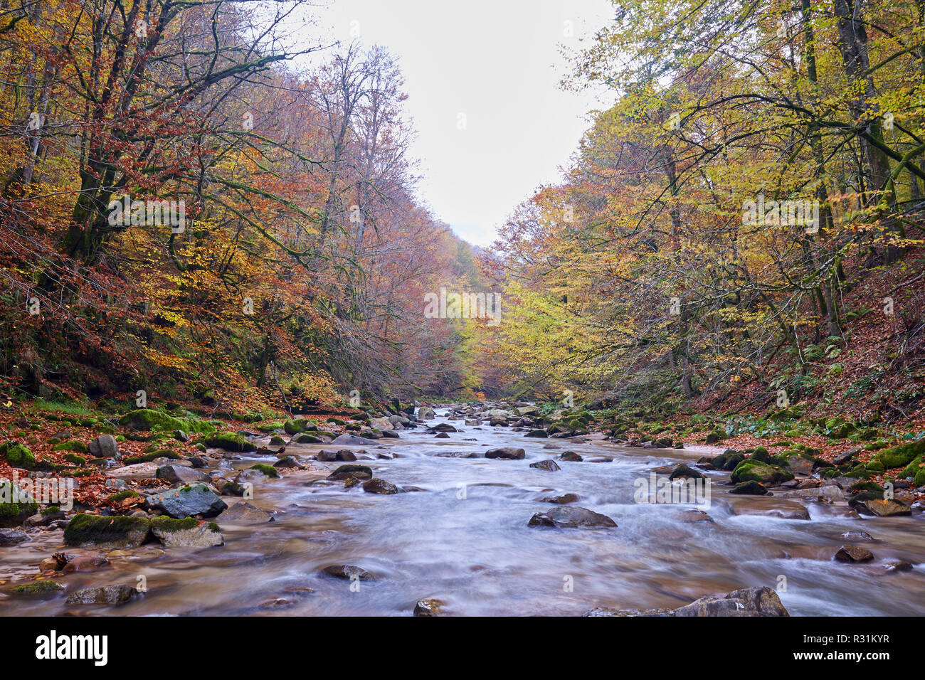 Vibrant landscape of a river flowing through a colorful forest in the ...