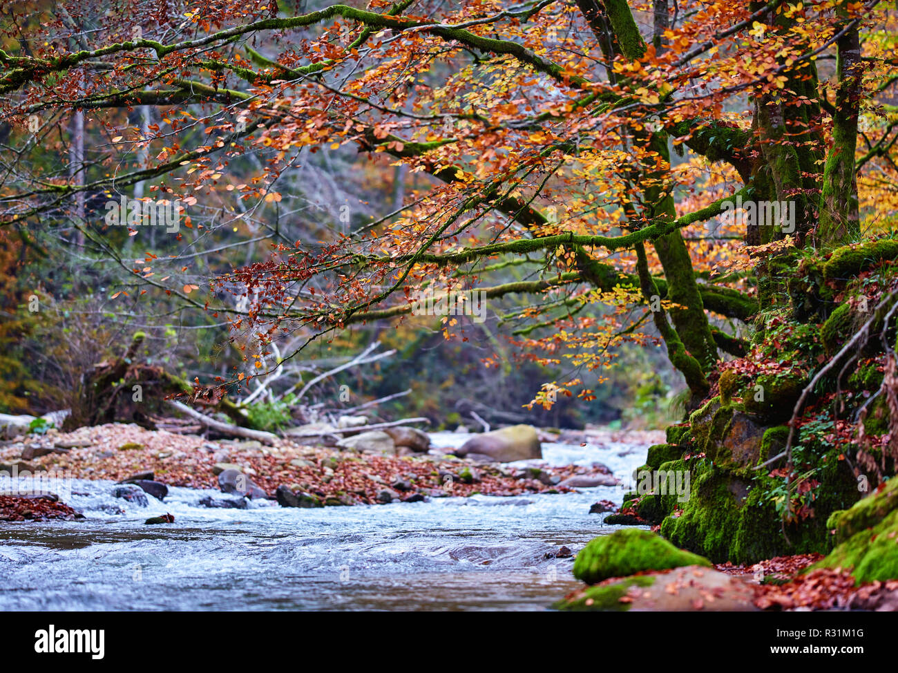 Vibrant landscape of a river flowing through a colorful forest in the ...