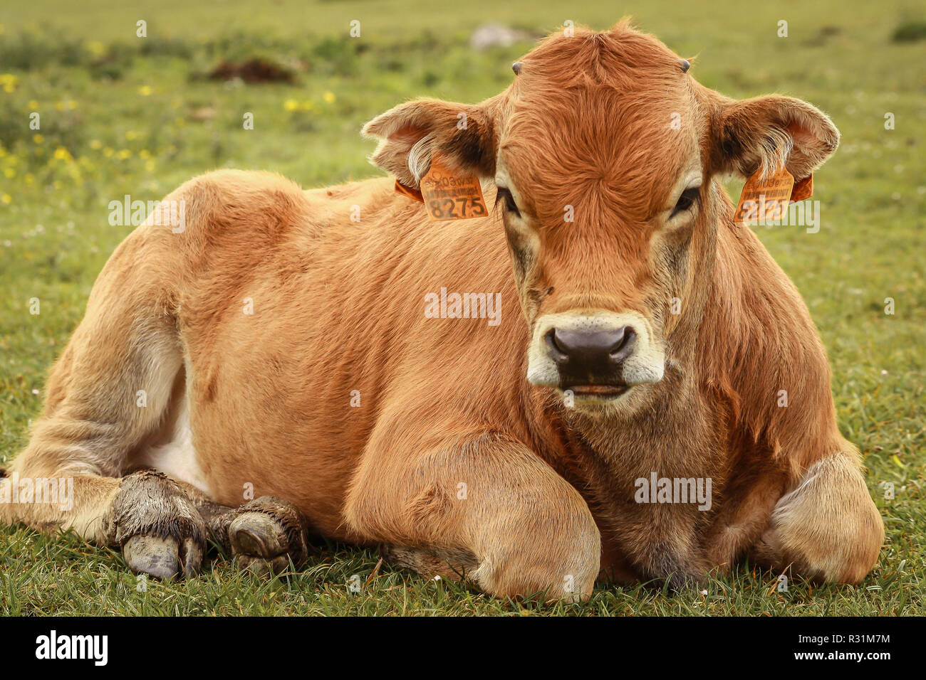 Calf lying down hires stock photography and images Alamy