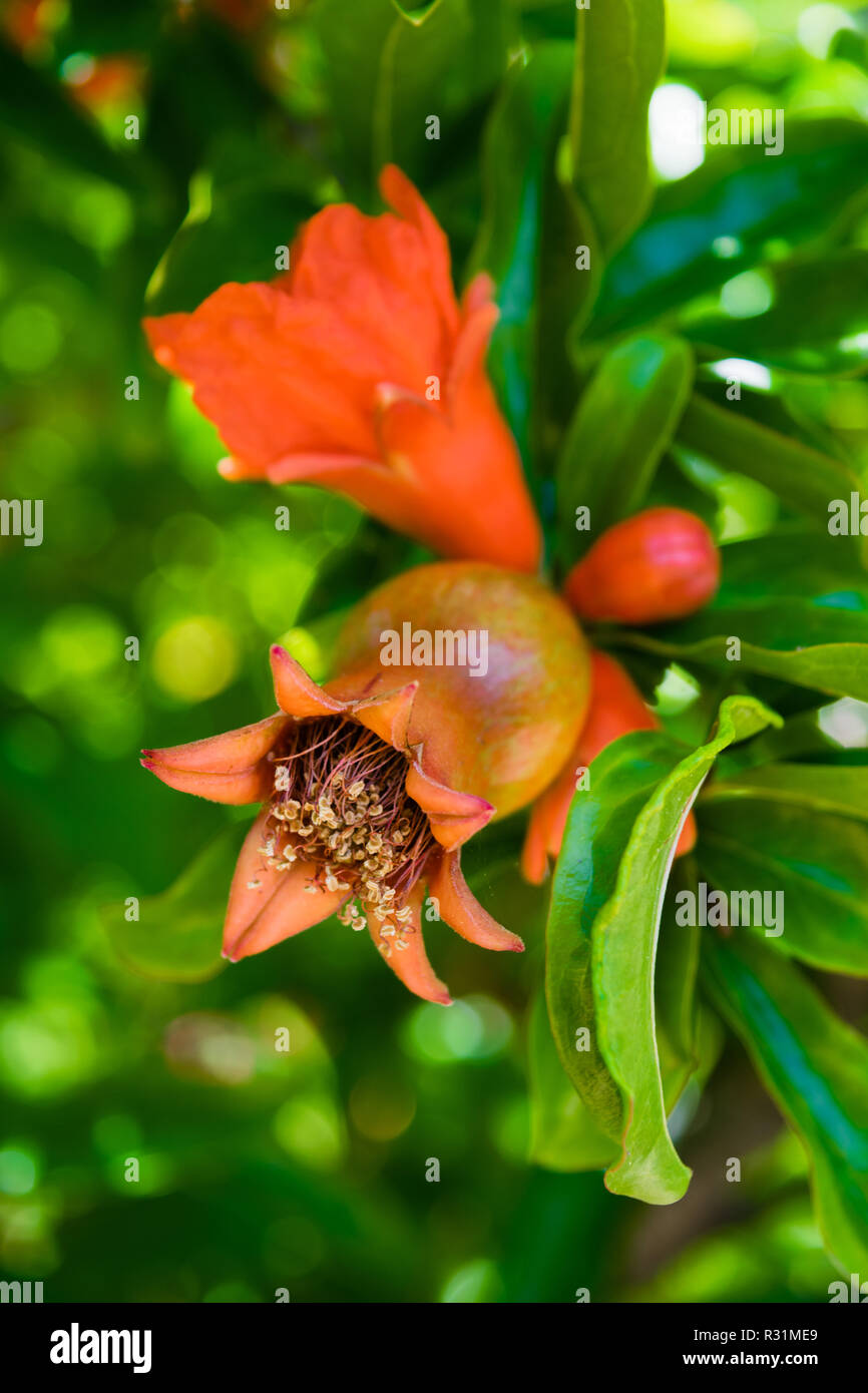 Pomegranate in fruit and flower stage on the tree, green leaves. Red pomegranate fruit on the tree in leaves Stock Photo