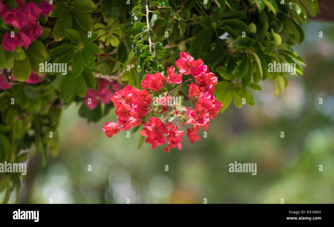 Bougainvillea Spanish pink flower, Spain Stock Photo Alamy