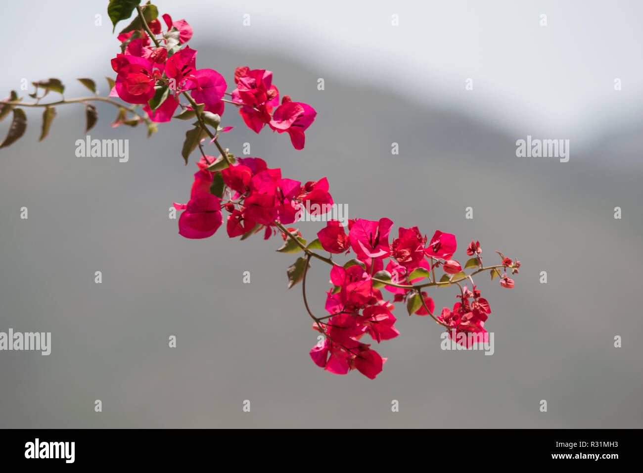 Bougainvillea Spanish pink flower, Spain Stock Photo Alamy
