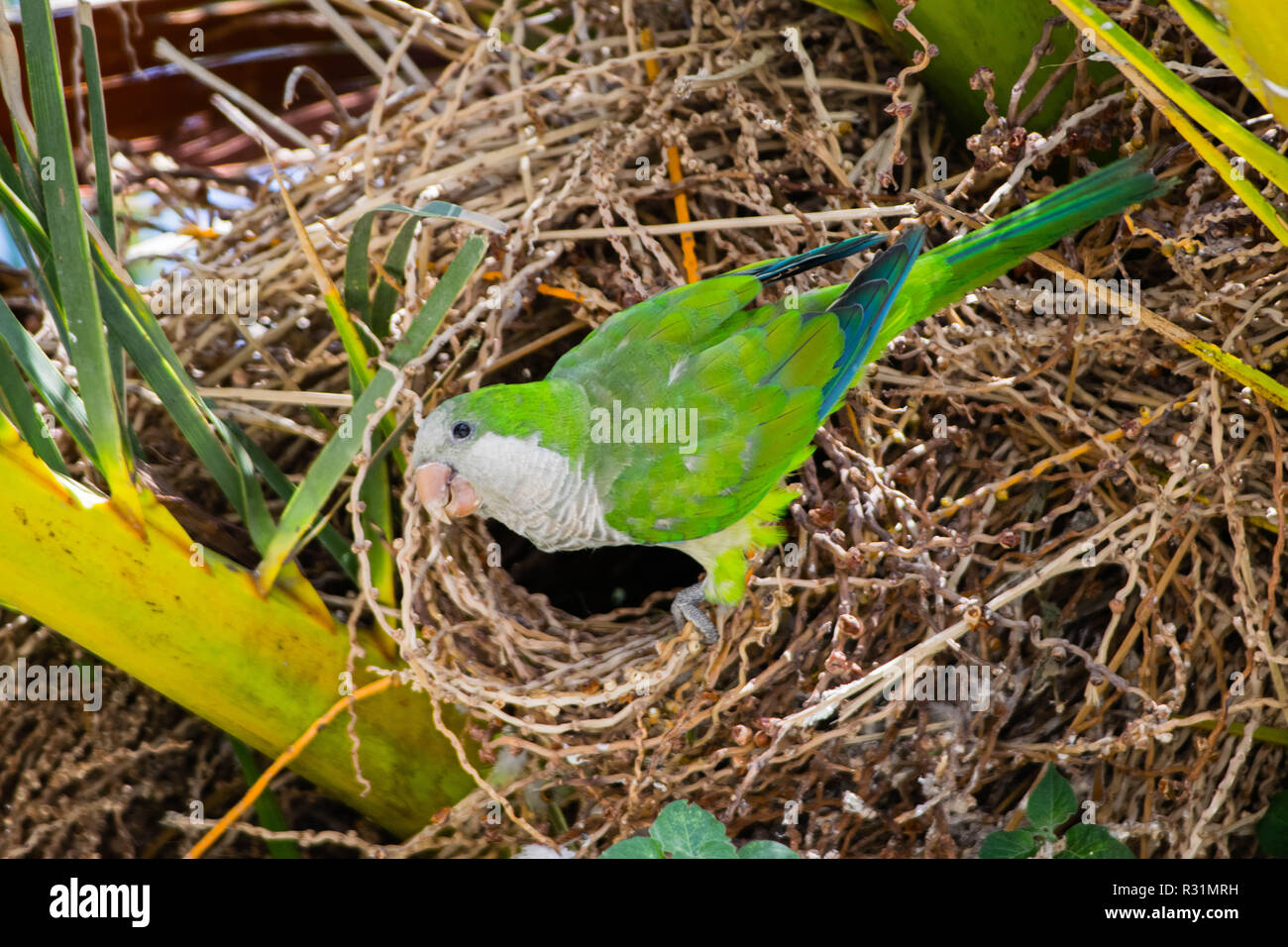 Parrot nest sale