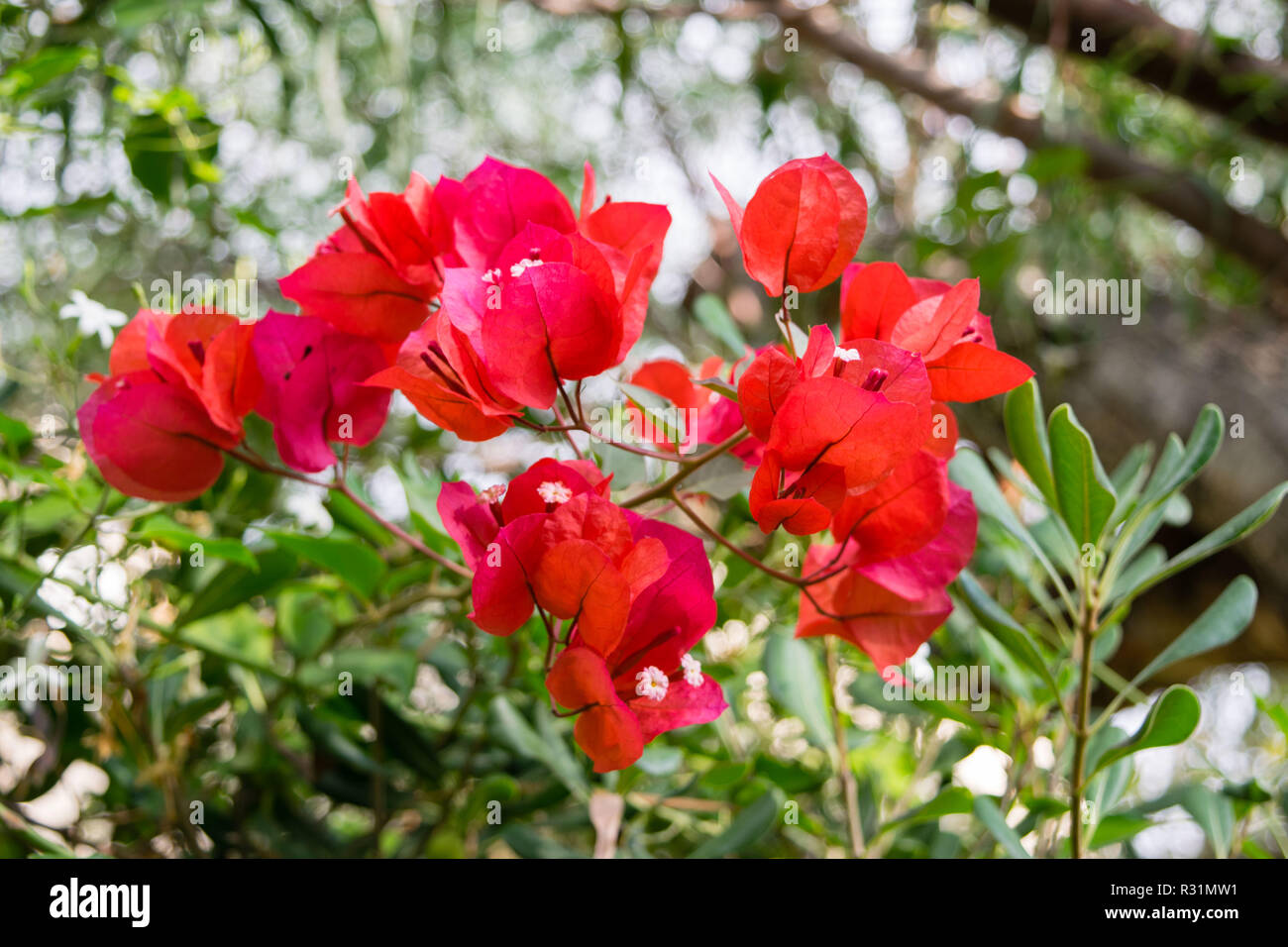Bougainvillea Spanish pink flower, Spain Stock Photo Alamy