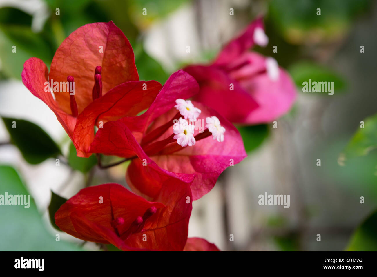 Bougainvillea Spanish pink flower, Spain Stock Photo Alamy