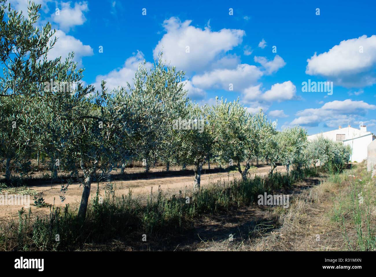 Olive Trees In Spain
