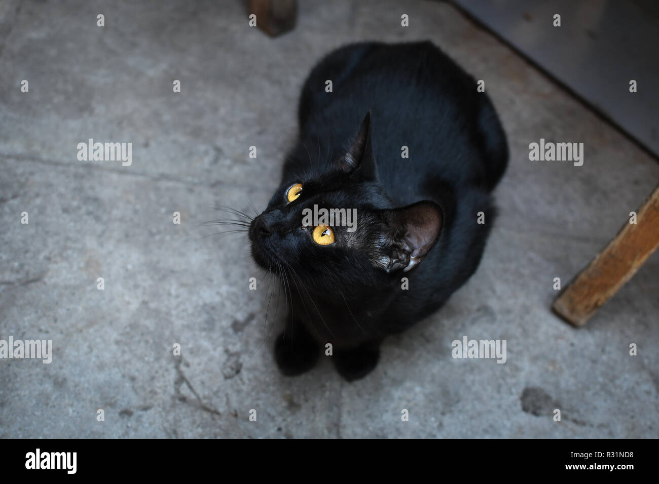 A sleek, beautiful short haired black cat sits under a table in an outdoor cafe in Athens, Greece. Stock Photo