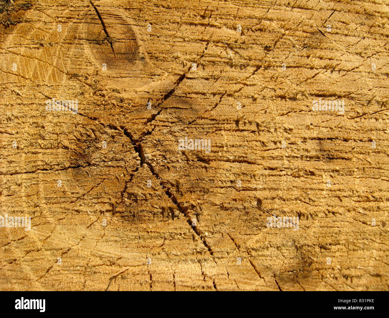 Sparse tree clipart hi-res stock photography and images - Alamy