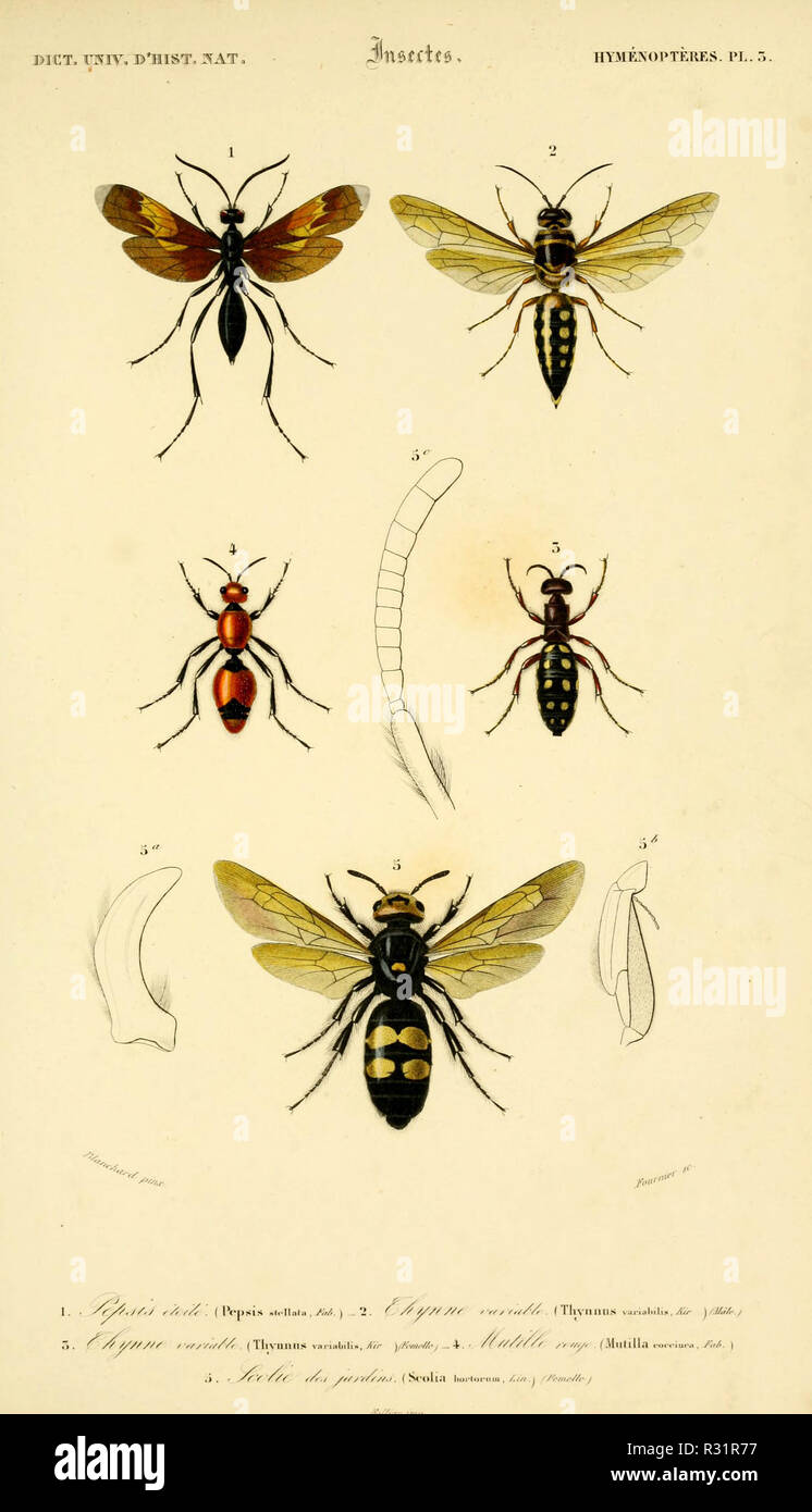 Beautiful vintage hand drawn illustrations of exotic insects from old ...