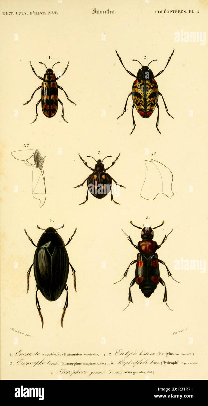 Beautiful vintage hand drawn illustrations of exotic insects from old ...
