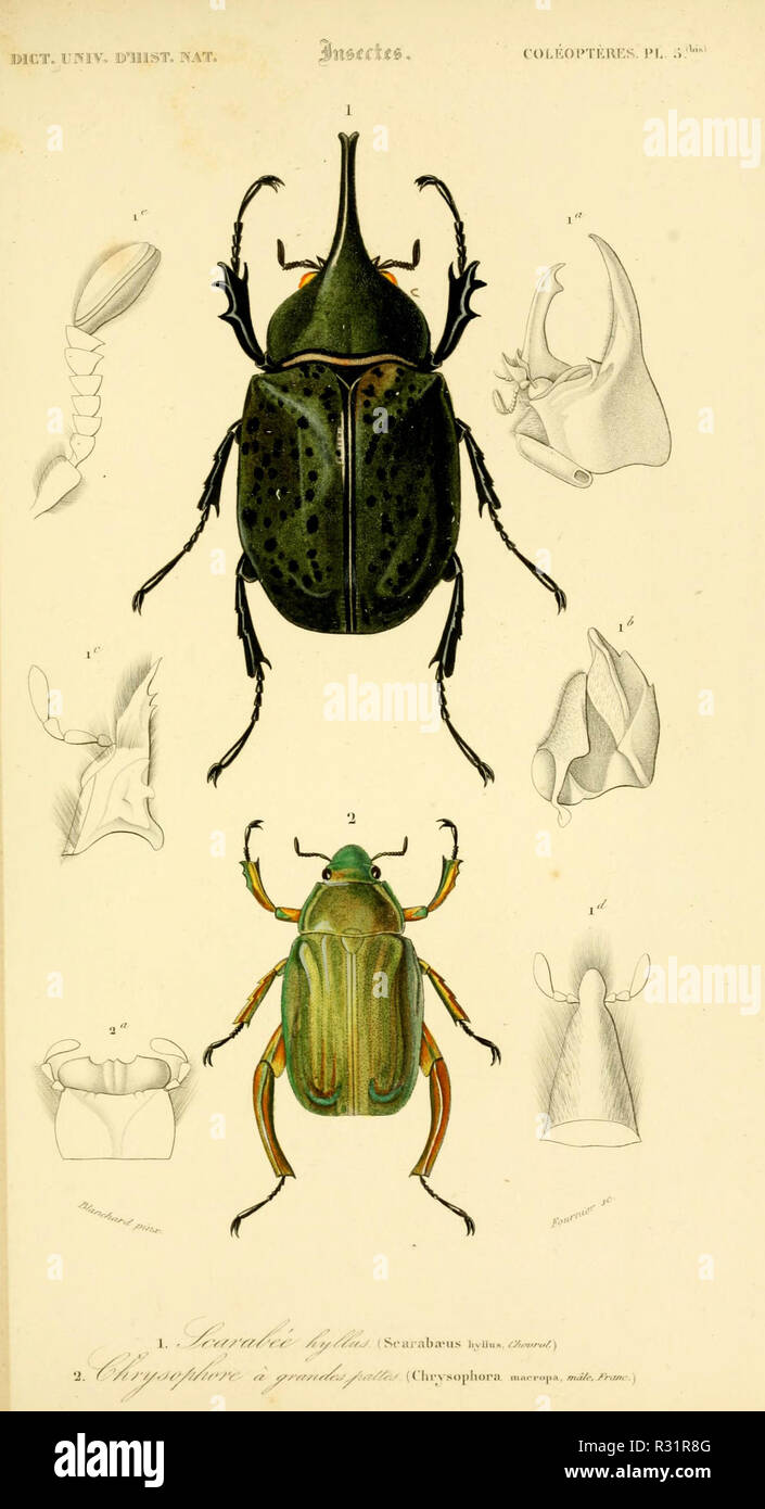 Beautiful Vintage Hand Drawn Illustrations Of Exotic Insects From Old Book It Can Be Used As Poster Or Decorative Element For Interior Design Stock Photo Alamy