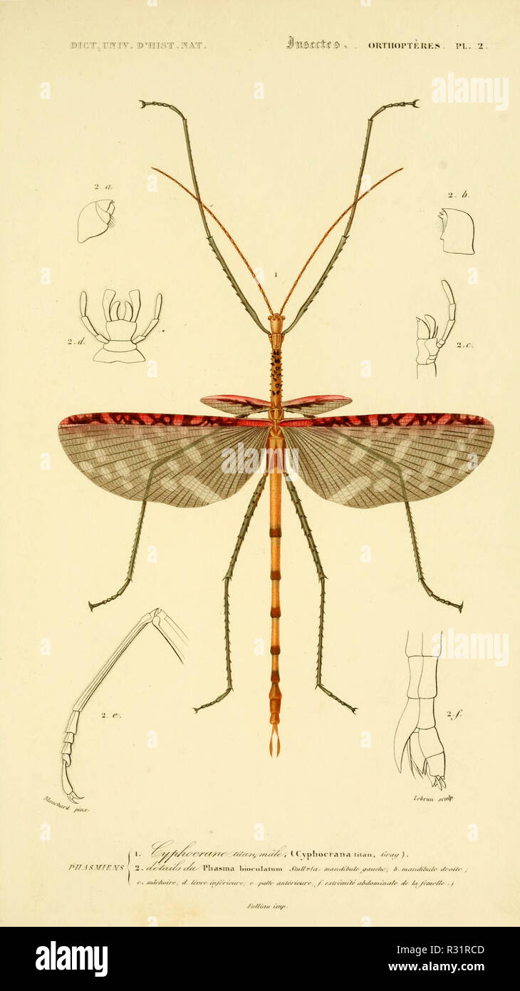 Beautiful Vintage Hand Drawn Illustrations Of Exotic Insects From Old Book It Can Be Used As Poster Or Decorative Element For Interior Design Stock Photo Alamy