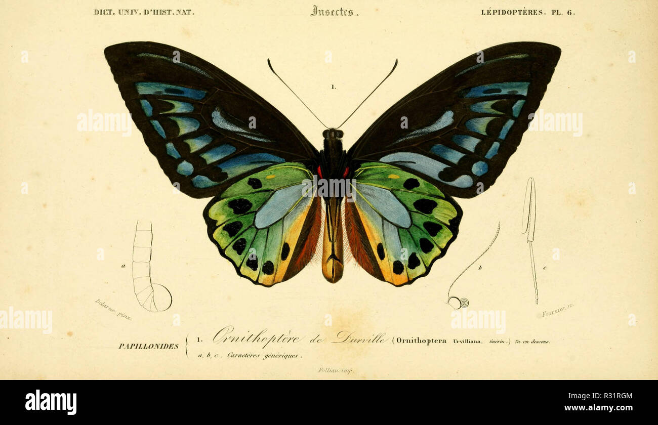 Beautiful vintage hand drawn illustrations of exotic butterflies from old book. It can be used as poster or decorative element for interior design. Stock Photo