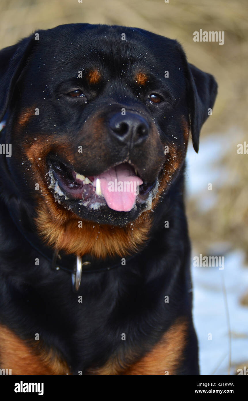 Rottweiler breeding hi-res stock photography and images - Alamy