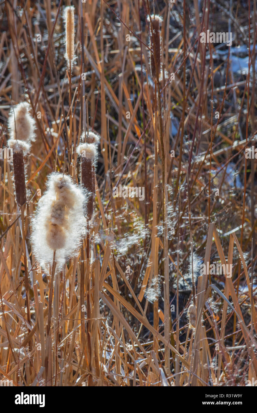 Broadleaf Cattail (Typha latifolia) plants in fall morning breeze showing seed dispersal in wind, Castle Rock Colorado US. Photo taken in November. Stock Photo