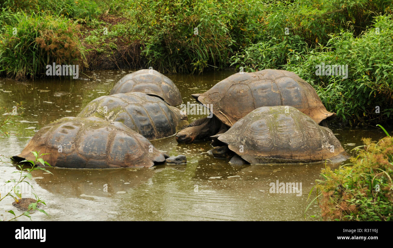 Giant Tortoises In The Water Stock Photo - Alamy