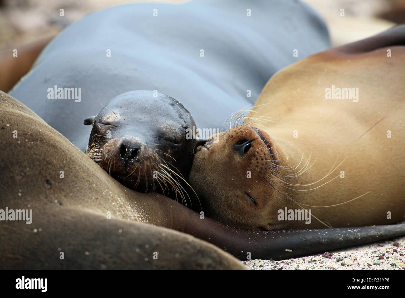 galapagos sea lions Stock Photo