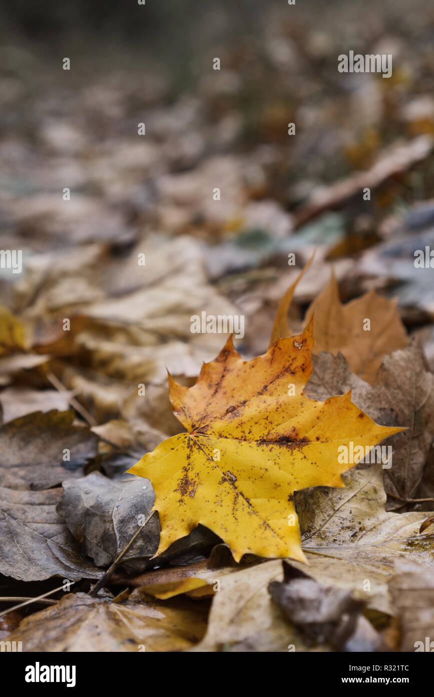 Golden fall leaves covering the road, blurry background Stock Photo