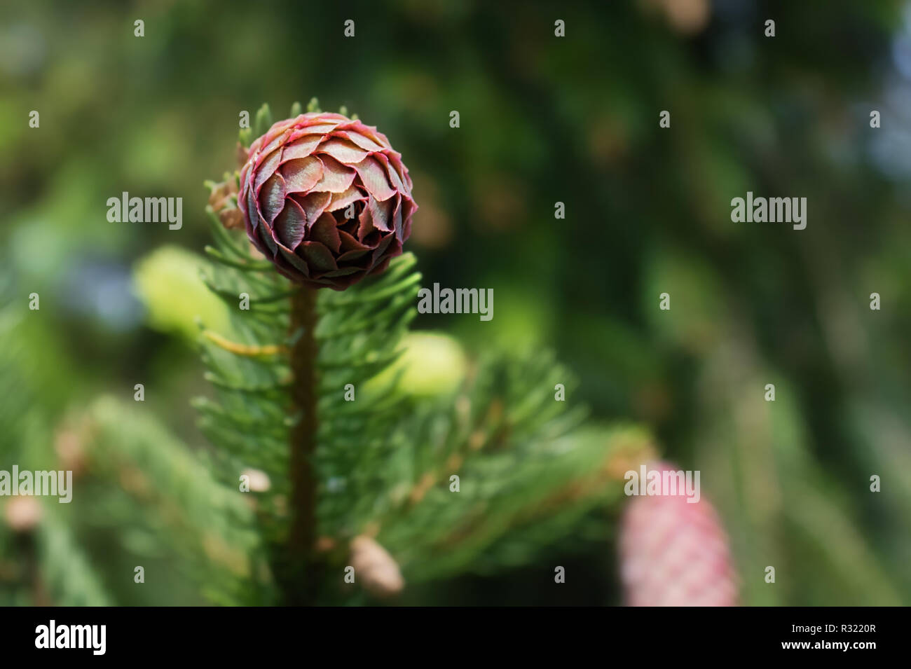a spruce cone is growing Stock Photo