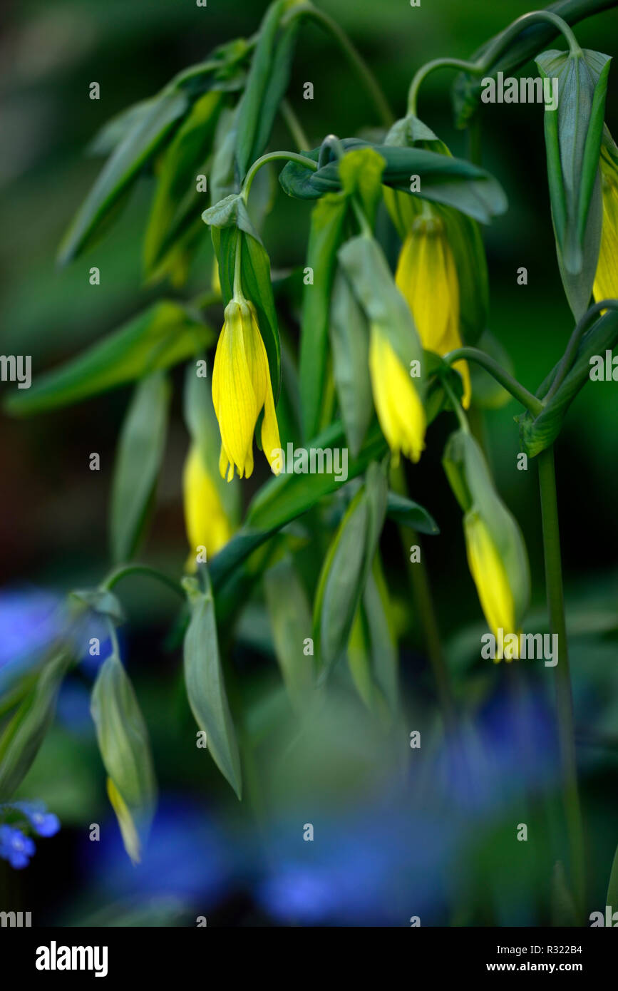 Uvularia grandiflora,large-flowered bellwort,merrybells,yellow,flower,flowers,flowering,spring,shade,shady,shaded,wood,woods,woodland,plants,RM Floral Stock Photo