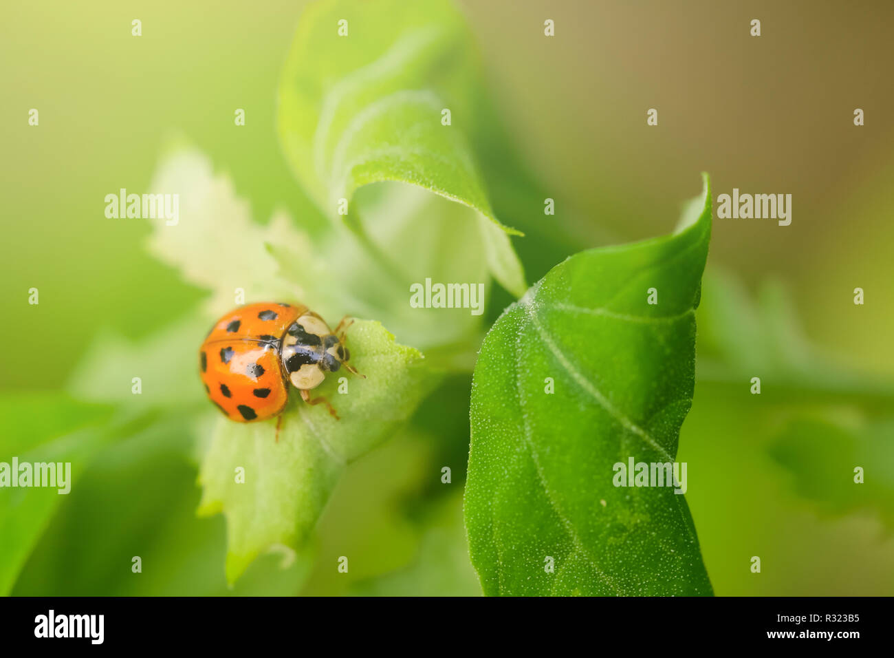 Macro Photo Of Ladybug On The Green Leaf Close Up Ladybug On Leaf 