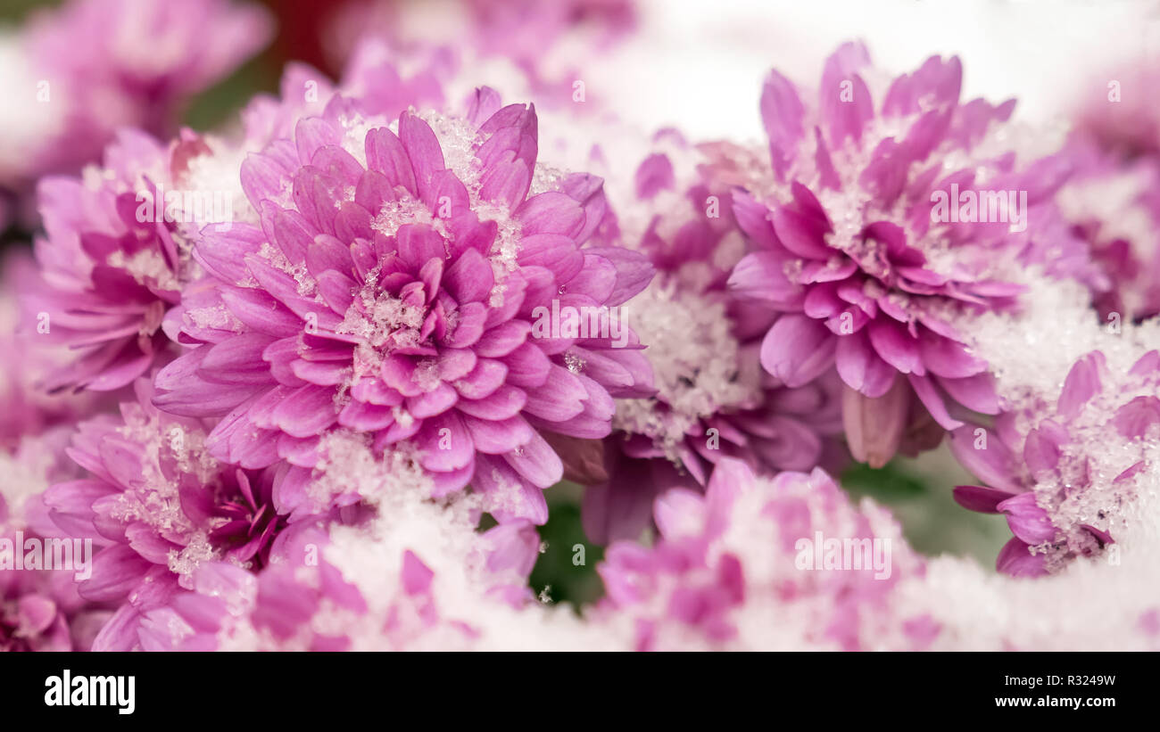 Flowers In The Snow Chrysanthemum With Snow Autumn Flowers Winter