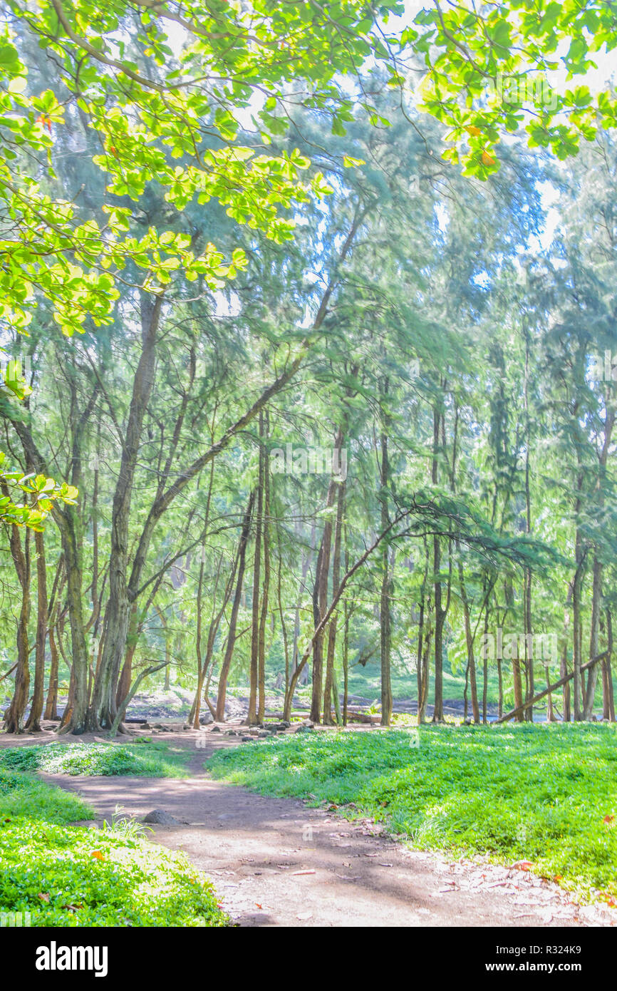 Path in the green forest Stock Photo Alamy