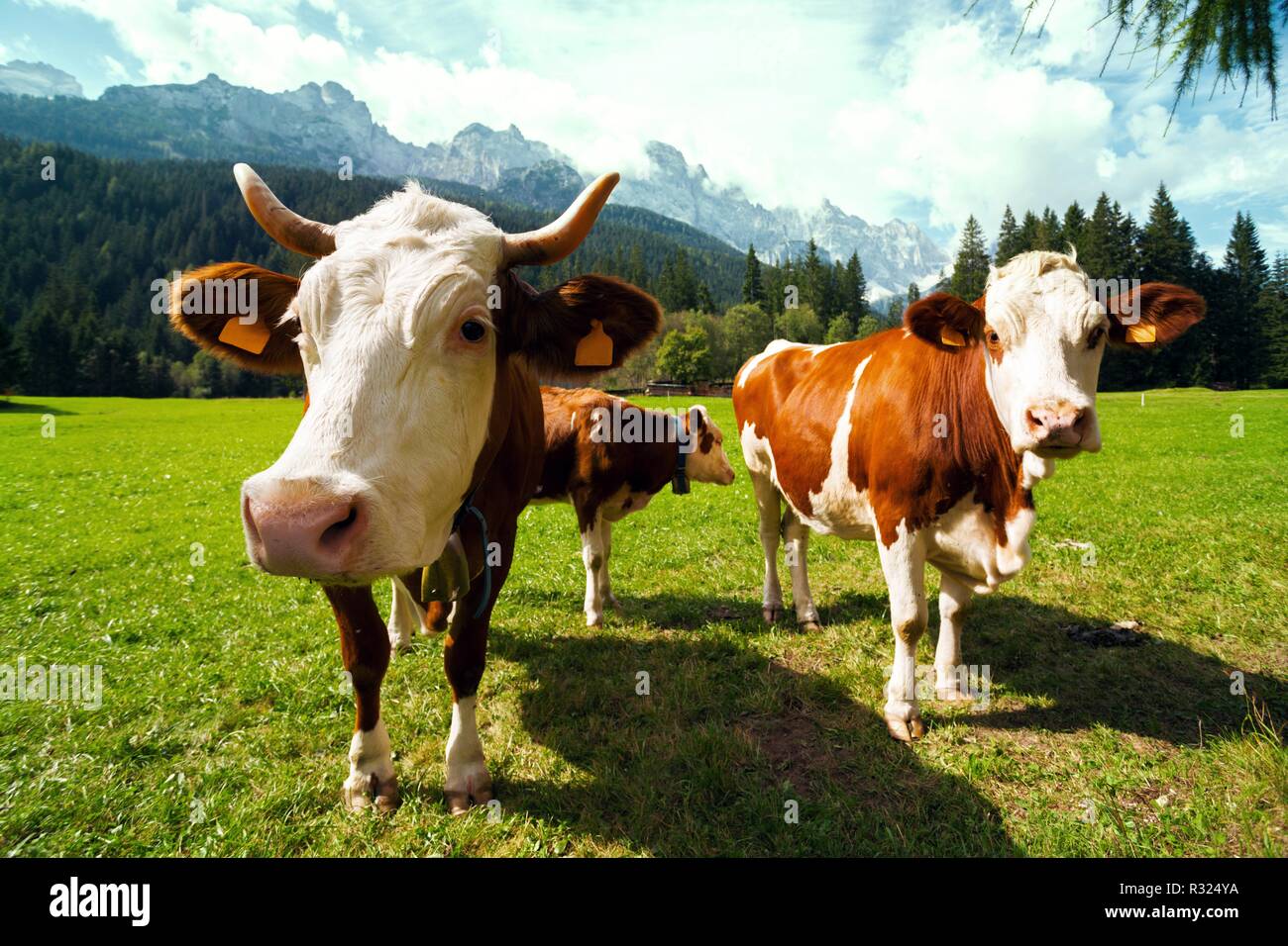 Cows In Italy group of italian cows on a pasture. mountains Dolomites, Italy Stock ...