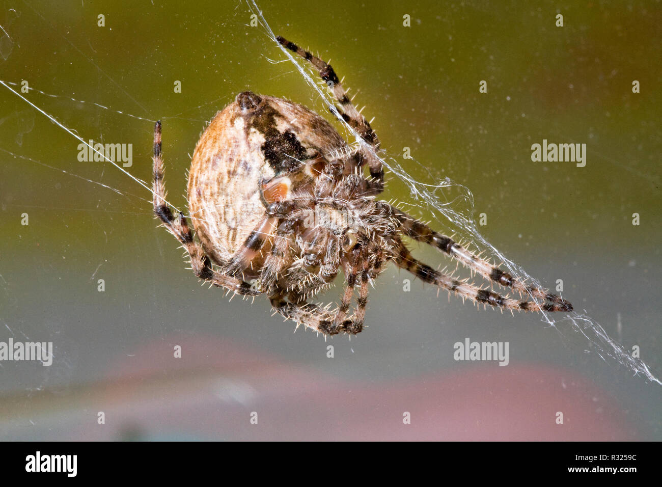 A large cross orbweaver spider, Araneus diadematus, hanging from strands of silk in its web. Stock Photo