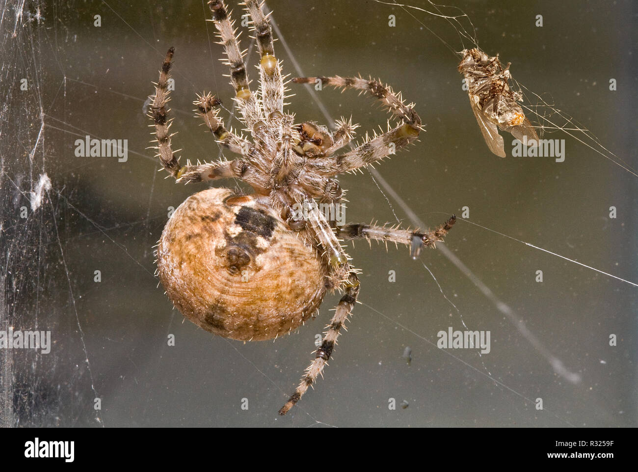 A large cross orbweaver spider, Araneus diadematus, hanging from strands of silk in its web as it approaches a green fly that is trapped in its web. Stock Photo