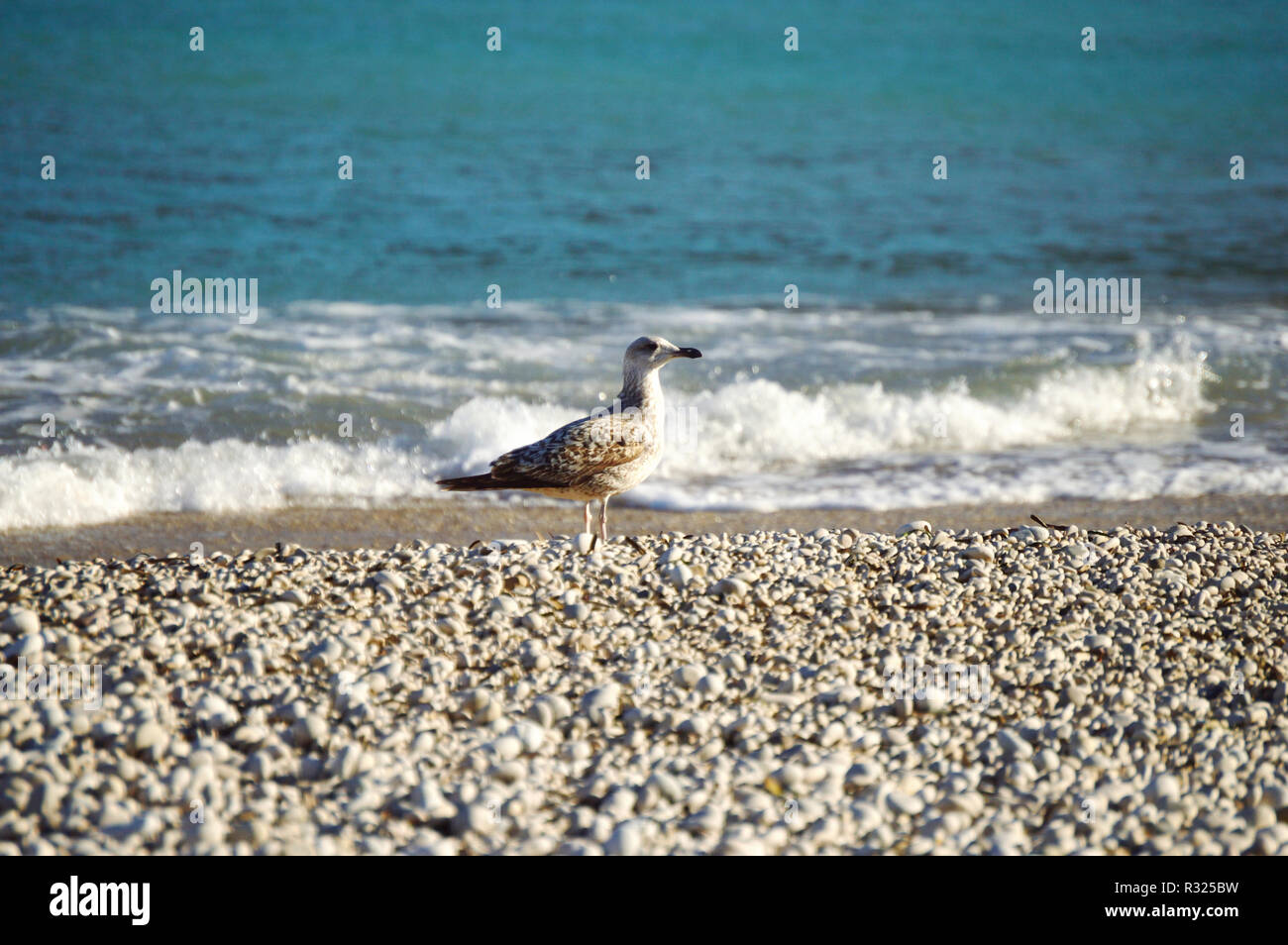 Bird walking on a Mediterranean pebble beach Stock Photo