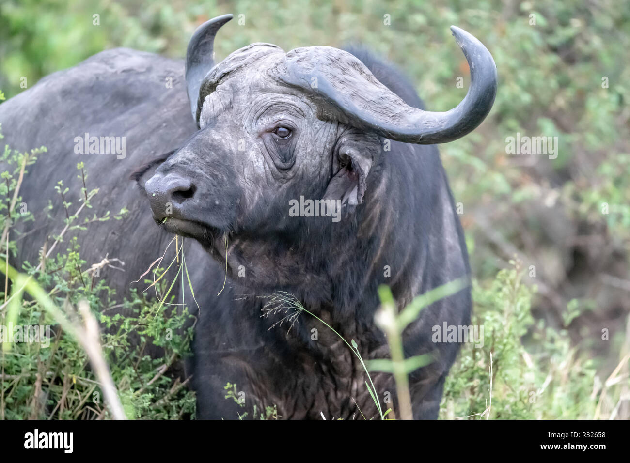African cape buffalo (Syncerus caffer caffer) in Kenya, East Africa Stock Photo