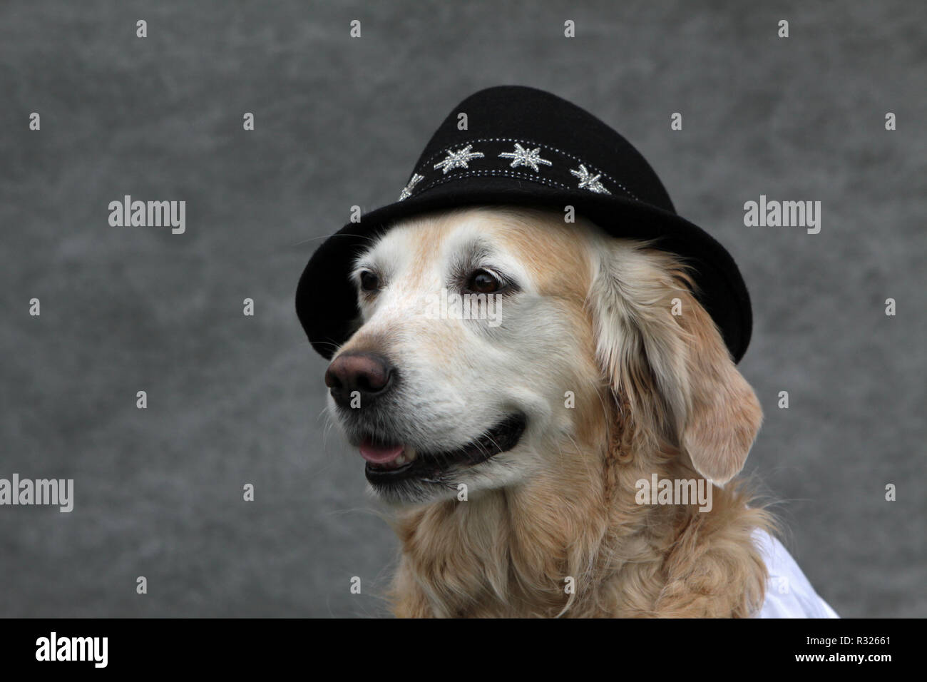 labrador with tyrolean hat and white blouse Stock Photo