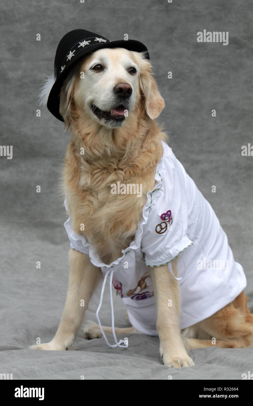 labrador with tyrolean hat and white blouse Stock Photo