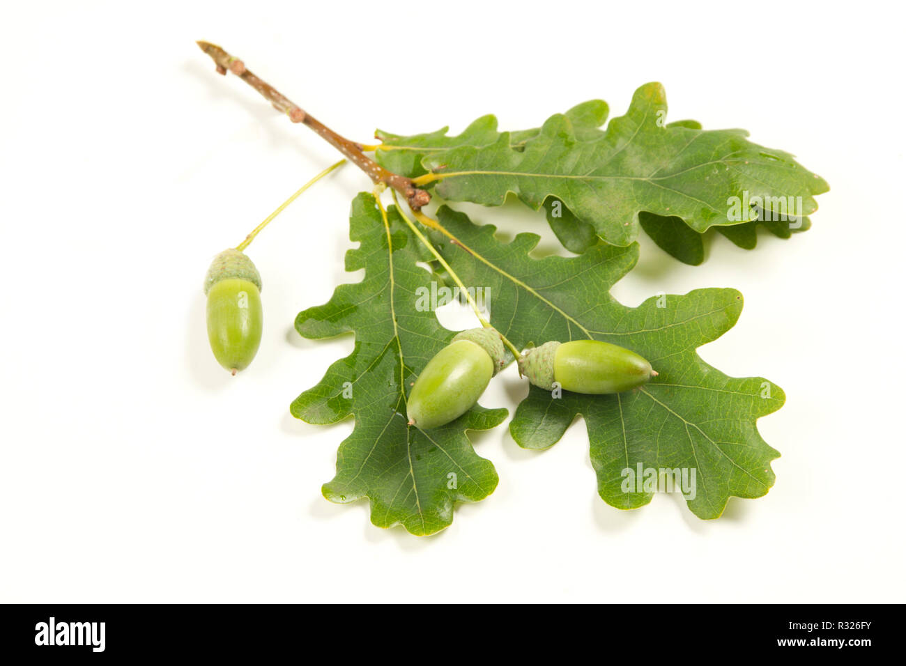 oak quercus Stock Photo