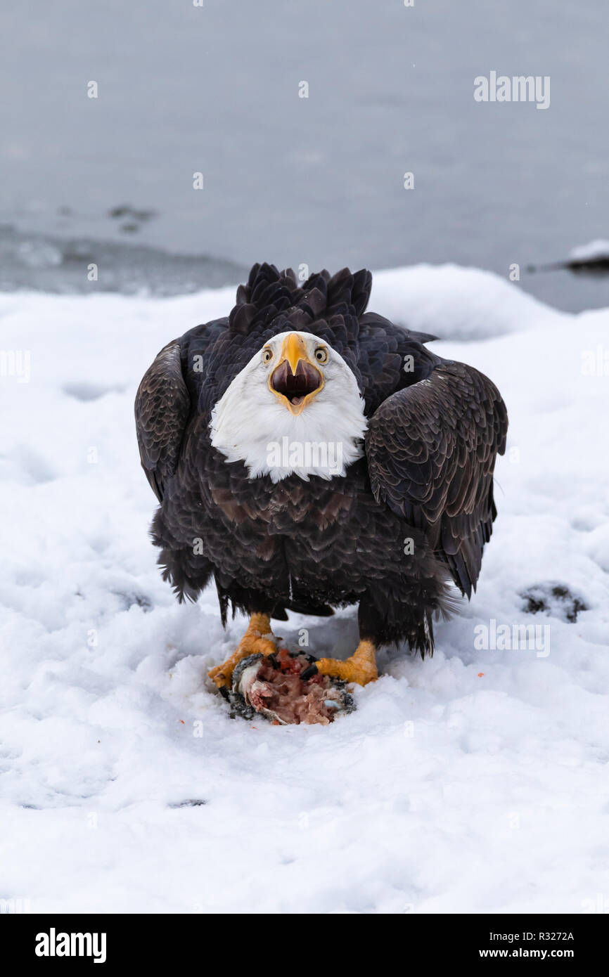 Bald Eagle vocalizes in the Chilkat Bald Eagle Preserve in Southeast Alaska. Stock Photo
