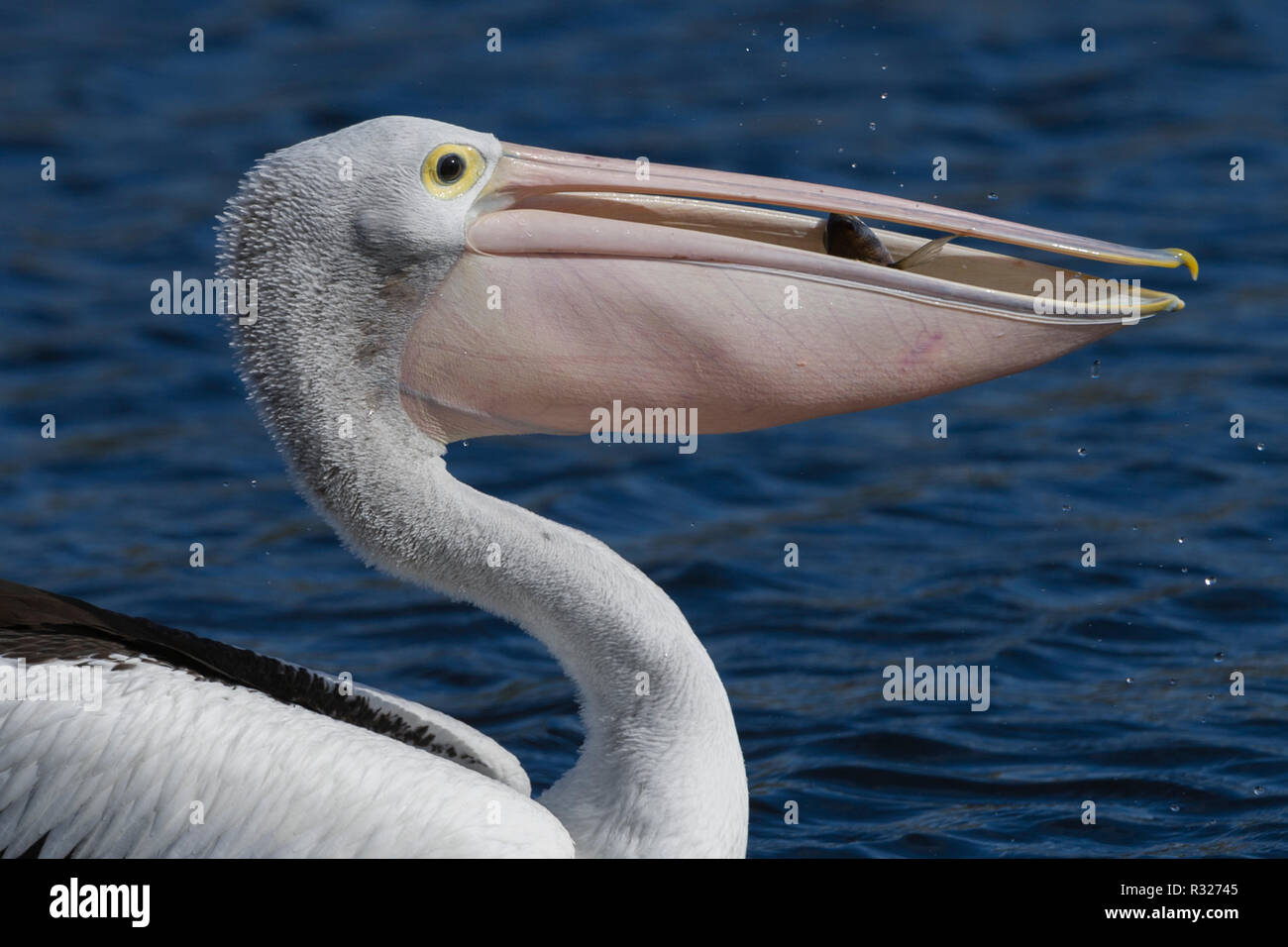 australian pelican close up of head with fish visible in mouth moore river national aprk western australia Stock Photo